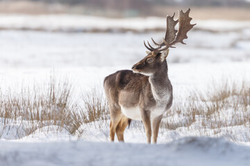 Wall Mural - Fallow deer in wintertime with fresh fallen snow.