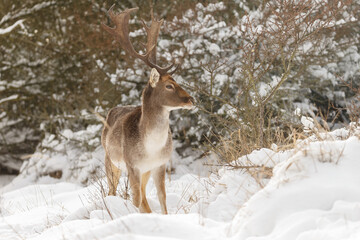 Wall Mural - Fallow deer in wintertime with fresh fallen snow.