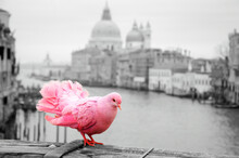 Pink Pigeon On Bridge Railing In Venice (Italy). A View From Accademia Bridge On Grand Canal And Basilica Santa Maria Della Salute. Romantic Vacation Background. Selective Focus On Tail. Toned Photo.