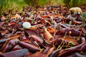 Close up Macro snail on dry leaf in the garden.