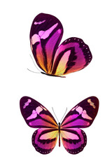 Wall Mural - pink butterfly with yellow spots in the fas and profile isolated on a white background