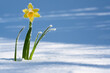 canvas print picture - frühlingserwachen gelbe narzisse im schnee