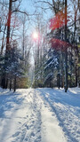 Fototapeta Na ścianę - Widok na las w porze zimowej. Słoneczny dzień w zimowym lesie. Las Łagiewniki zimą. Polska