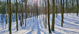 Fototapeta Na ścianę - Widok na las w porze zimowej. Słoneczny dzień w zimowym lesie. Las Łagiewniki zimą. Polska