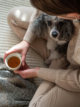 Thе Owner Of Pet In Beige Cozy Clothes Drinks Tea With Her Gray-white Dwarf Poodle, Sitting On The Sofa In The Morning Sun