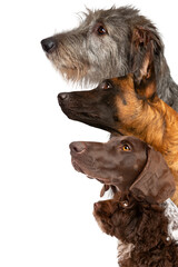 Wall Mural - portrait of four dogs looking up