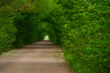 Green Tunnel From Tree Branches Above The Road. Trees Arching Over A Dirt Road. Soft Selective Focus.