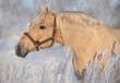Portrait of a palomino horse on winter background.

