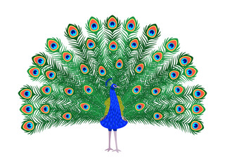 Beautiful peacock. Cartoon bird with ornamental feathers, character of nature with decorative elegant plumage, vector illustration of exotic animal isolated on white background