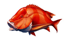 Red Emperor Snapper Fish Realistic Illustration Isolated.
