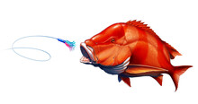 Red Emperor Snapper Fish Attacks Bait Sea Swim Squids Skirt. Red Fish Realistic Illustration Isolated.