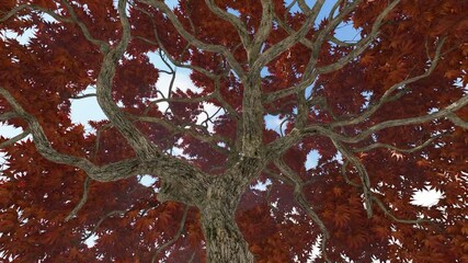 Wall Mural - Sun breaking through a large Japanese maple tree canopy