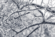 Tree Branches Covered In A Glaze Of Ice From Freezing Rain The Winter Of 2021. The Freezing Rain Forms Ice And Icicles On Surface Contact.