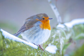 Wall Mural - European robin bird Erithacus rubecula foraging in snow, cold Winter setting.