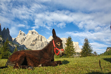 Sticker - young Donkey in front of the Piz Boe, Dolomites, Italy