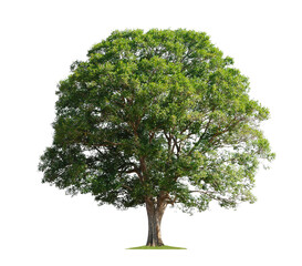 big tree isolate on white background