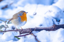 European Robin Bird Erithacus Rubecula Foraging In Snow During Winter Season
