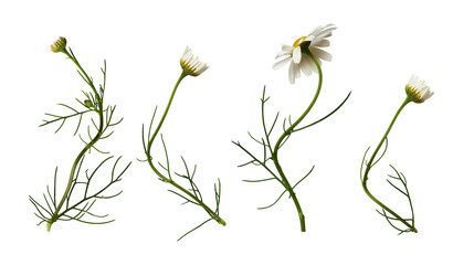 Wall Mural - set of daisy flowers and buds