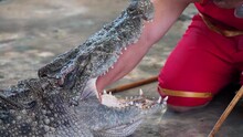 Close Up Of Crocodile Or Alligator Open Its Mouth And Has Money Inside. Thai Beliefs Or Culture.