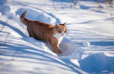 Beautiful ginger red cat in the snow. Sunny winter day outdoors