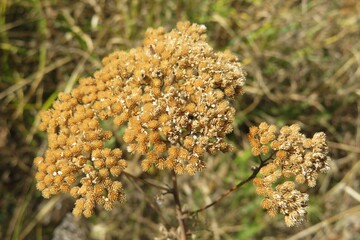 Faded yarrow plant in the garden, closeup