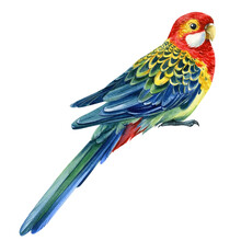 Rosella Parrots On An Isolated White Background, Watercolor Illustration