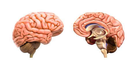 The human brain and its left hemisphere are separate. Vector illustration