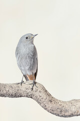 Wall Mural - Portrait of Black redstart on branch (Phoenicurus ochruros)