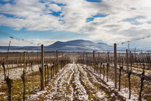 Pálava Mountains in South Moravia. In the foreground rows of vineyards in the winter leading to the horizon where Pálava lies