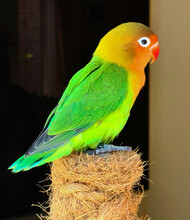 Agapornis Fischeri Dwarf Parrot Species. Vibrantly Colored Green And Yellow Bird With Orange Head. Vibrant Red Beak And White Ring Around The Black Eye. Sitting On Top Of Moss Pole. Small Cute Parrot.