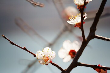 Poster - blossom in spring