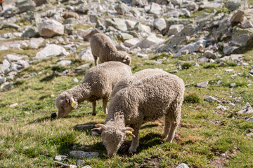 Poster - Local sheeps at the Dibona Peak, Ecrins, French Alps, France