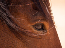 Namib Desert Horses