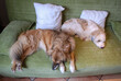 Genussvolle Zeit. zwei Hunde auf dem Sofa - Gemütlichkeit