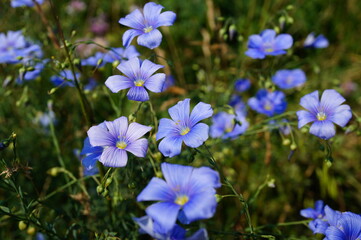 Wall Mural - Blooming blue flax in the field.