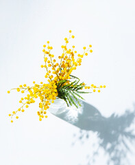 Wall Mural - a bouquet of yellow mimosa flowers stands in a glass  vase with shadow on a white  background. concept of 8 March, happy women's day