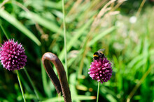 Bees And Bumblebees Forage For Honey On The Ornamental Leek