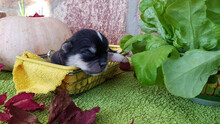 A Newborn Chihuahua Puppy Lies In A Supermarket Basket Next To Autumn Vegetables. Pumpkin, Apples, Lettuce In The Background. Cute Puppy On The Background Of The Harvested Crop.