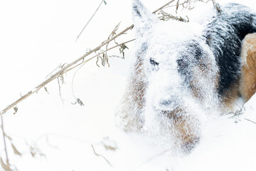 Wall Mural - German Shepherd covered with snow. The dog was in the snow.