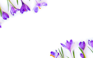 Wall Mural - frame of violet crocuses on a white background with space for text. spring flowers. top view, flat l
