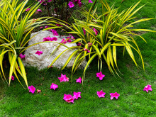Beautiful Landscape Arrangement Of Pink Dainty Flowers And Long Leafy Plant