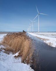 Wall Mural - snow covered fields and wind turbines in dutch polder of flevoland under blue sky