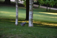Lonely Pigeon Walking On The Grass