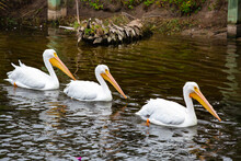 Three White Pelicans Swimming In Formation
