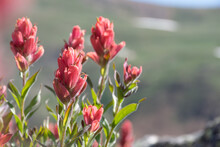 Selective Focus Shot Of Pink Castilleja Flowers In The Field