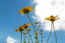 Yellow Flowers Against Blue Sky