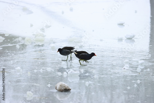 Teichhuhn auf dem Eis © marnag