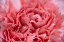 Macro Of Lacy Pink Flower