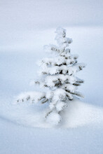 Canada, Alberta, Jasper National Park, Tiny, Snow-covered Fir Tree