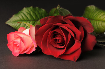 two roses on a dark background